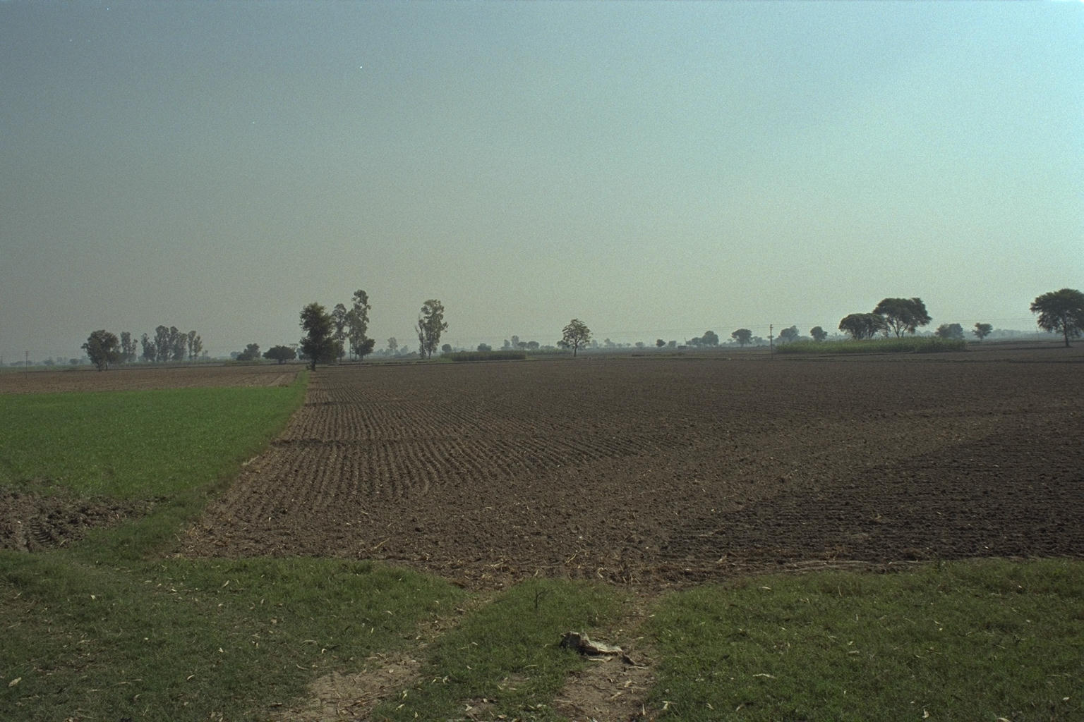 Almost Dutch farmland