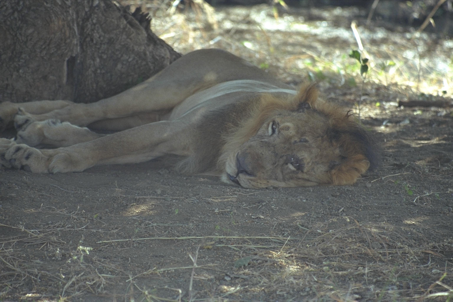 Asian lion