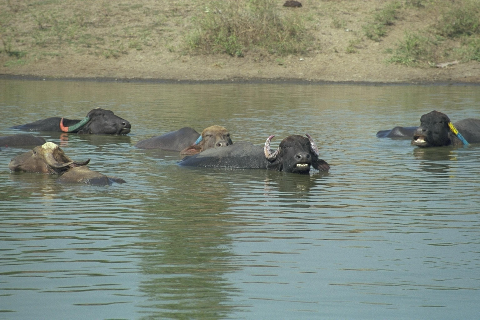 Smart Yaks