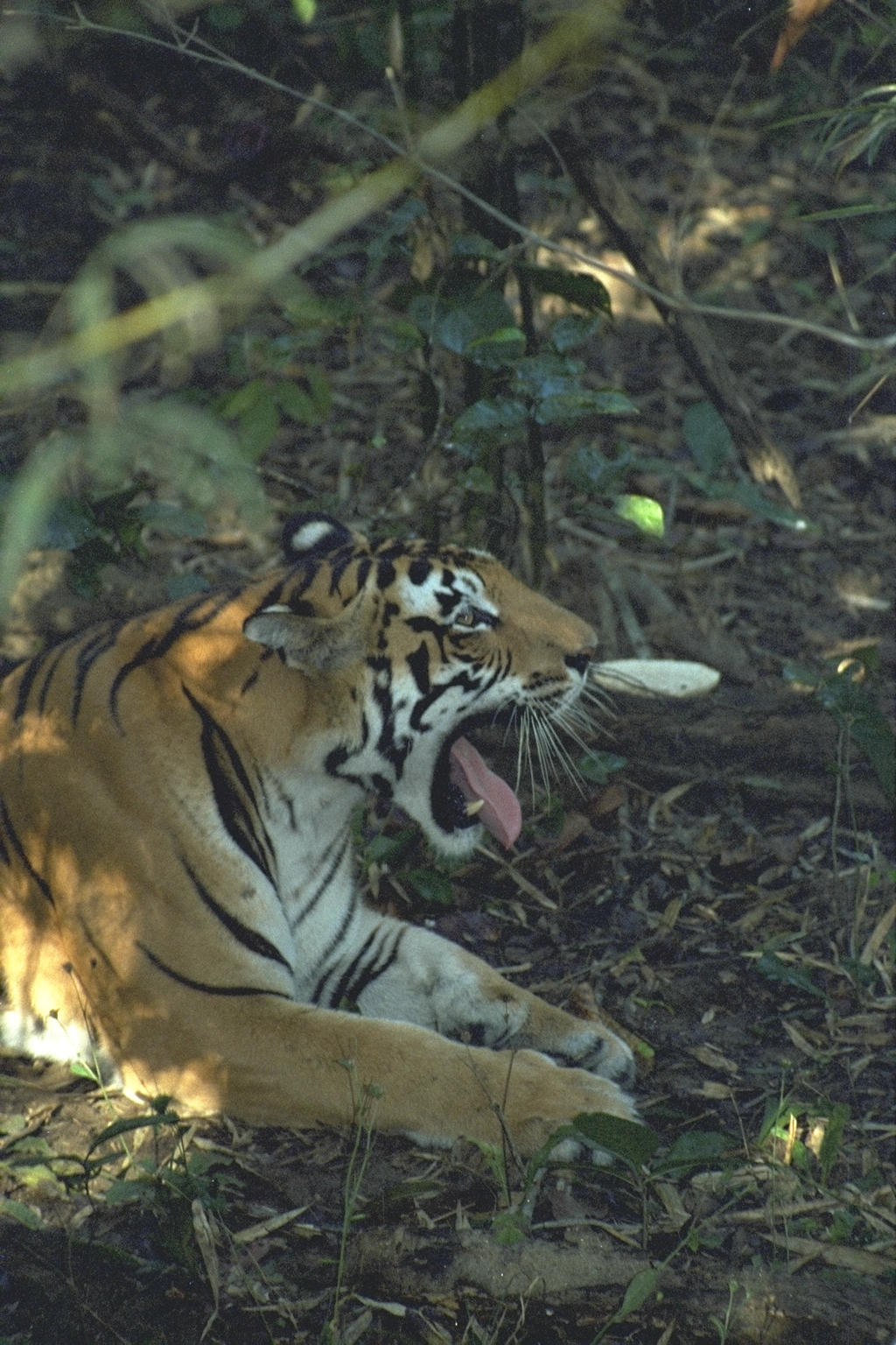 Tiger guarding prey