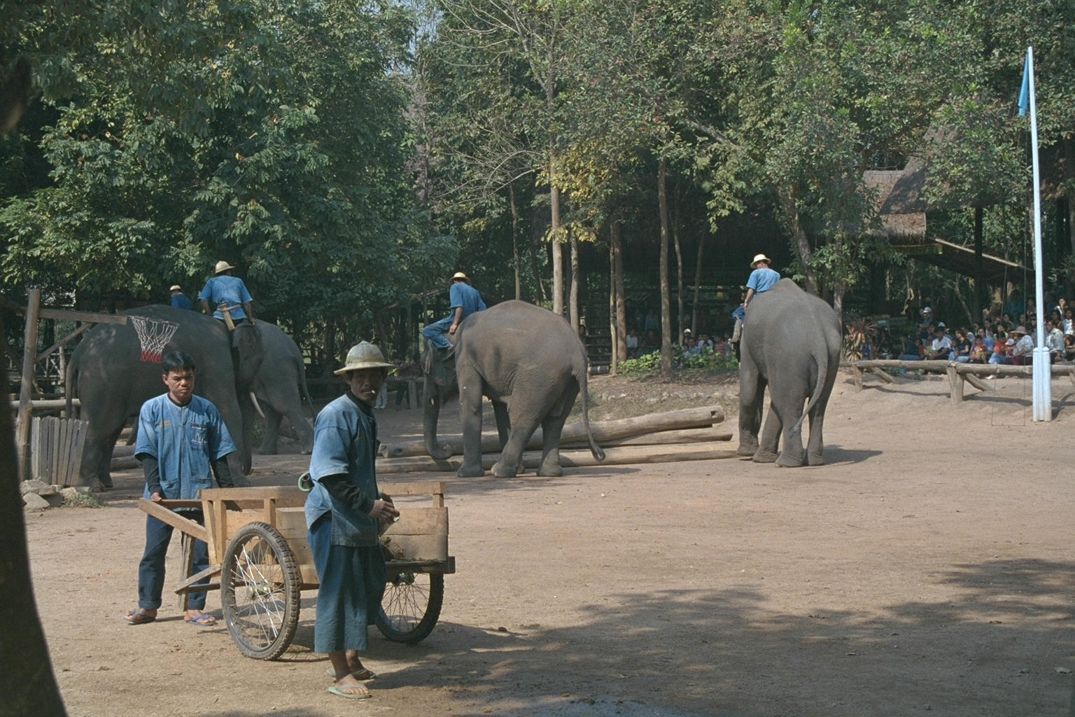 Elephant school