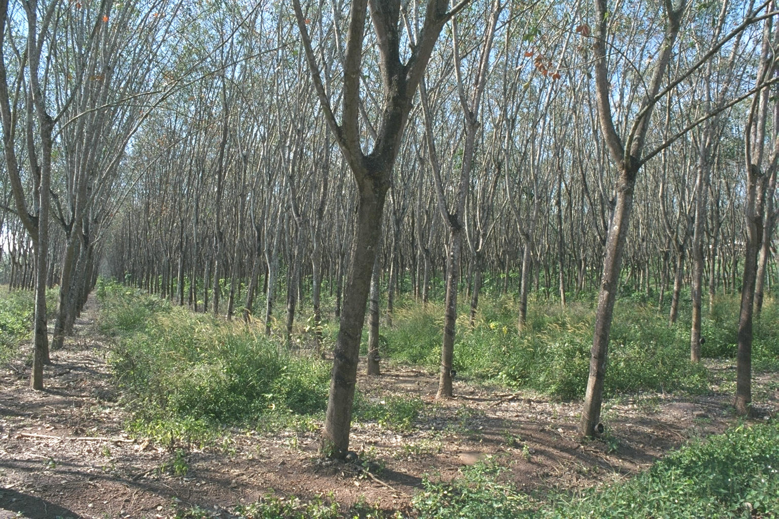 Rubber trees