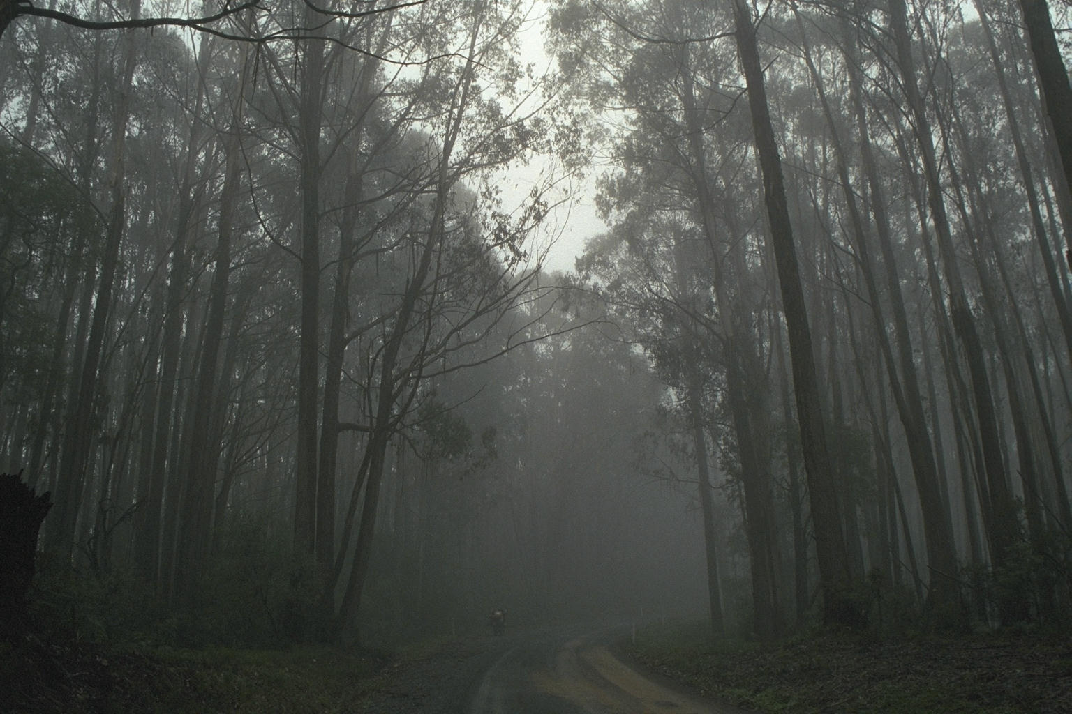 Great Ocean Fog