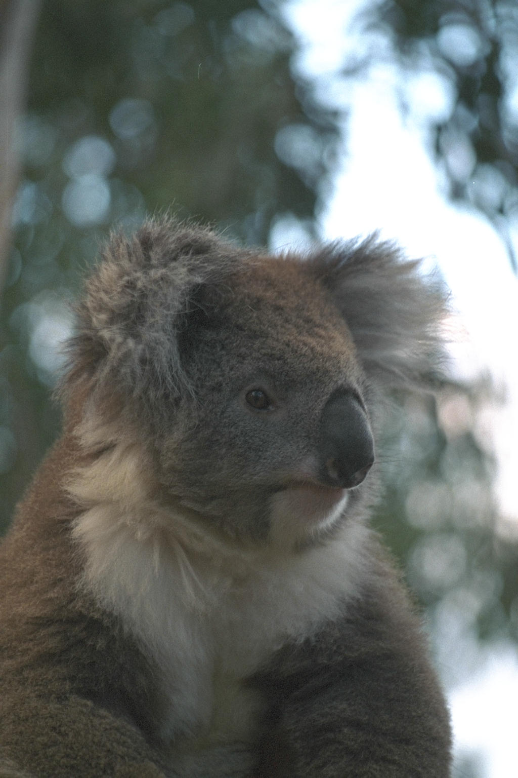 Koala