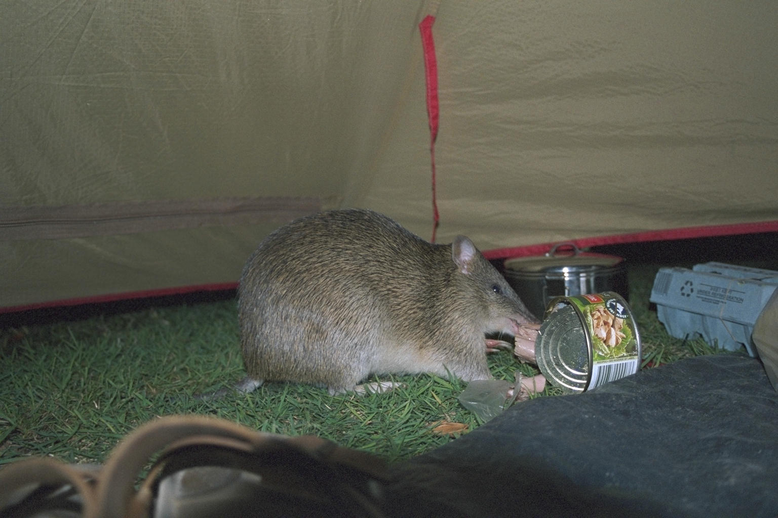 Possum steals left-over tuna