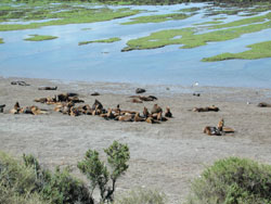 Zeeleeuwen op het strand