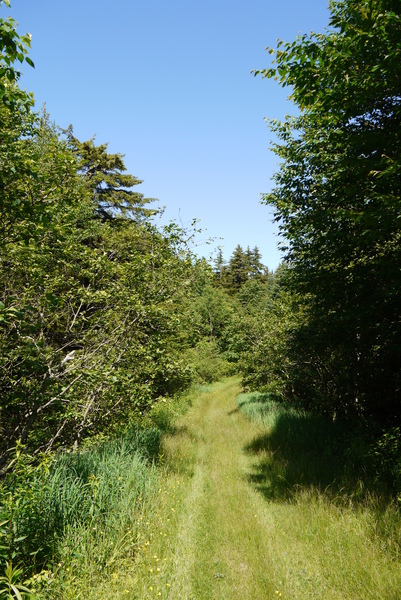 Logging road