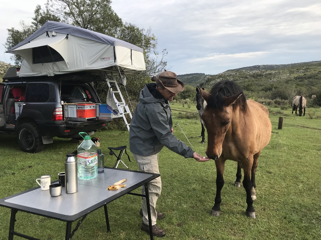 Some horses recognize the scent of a banana