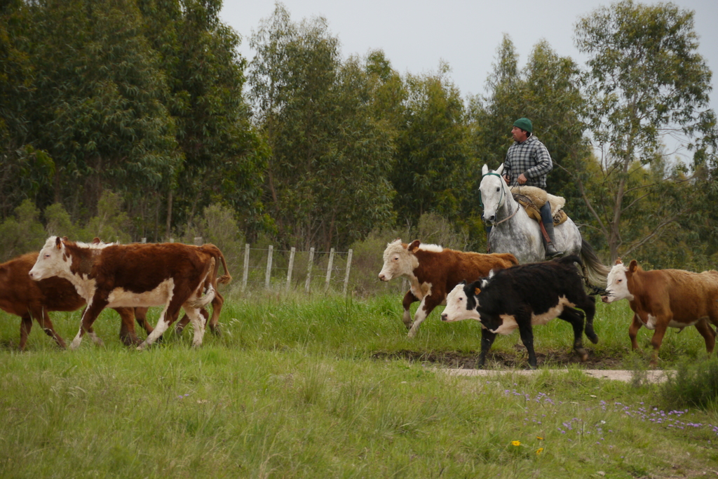 Horse mounted Gaucho