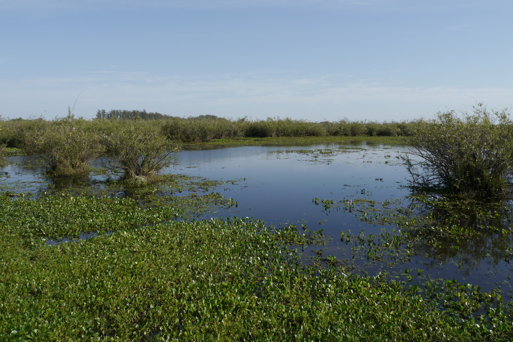 Huge swamp