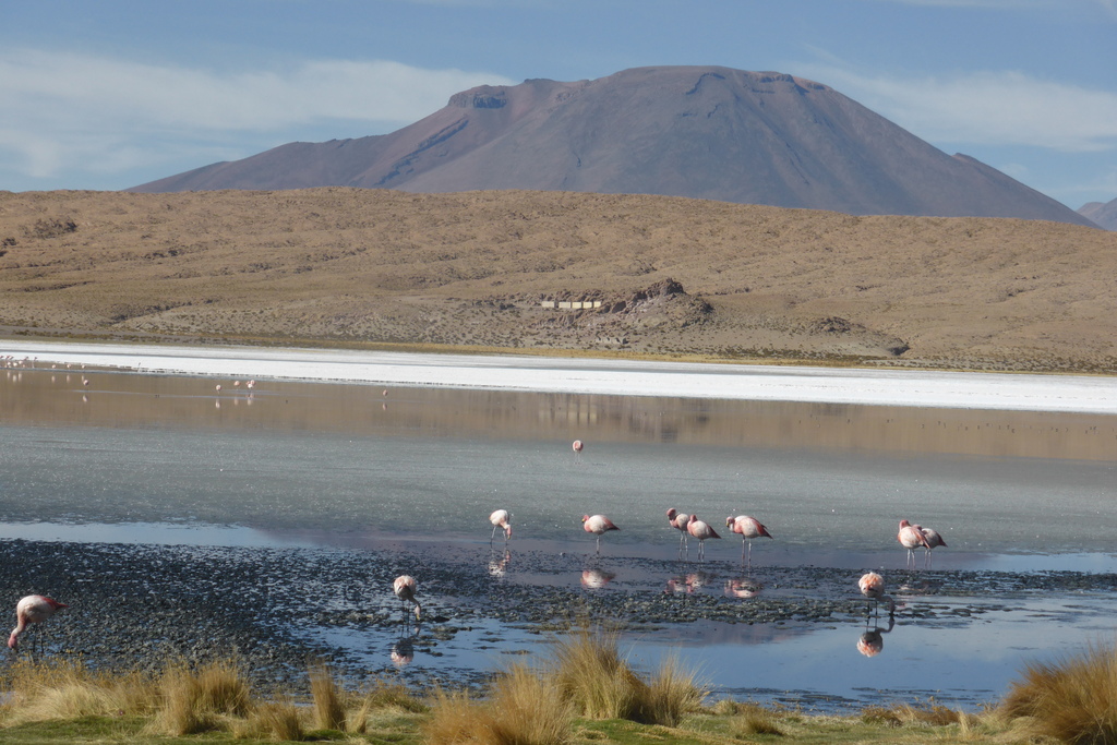 Flamingos on the freezing cold plateau