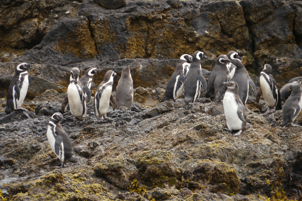 Penguins