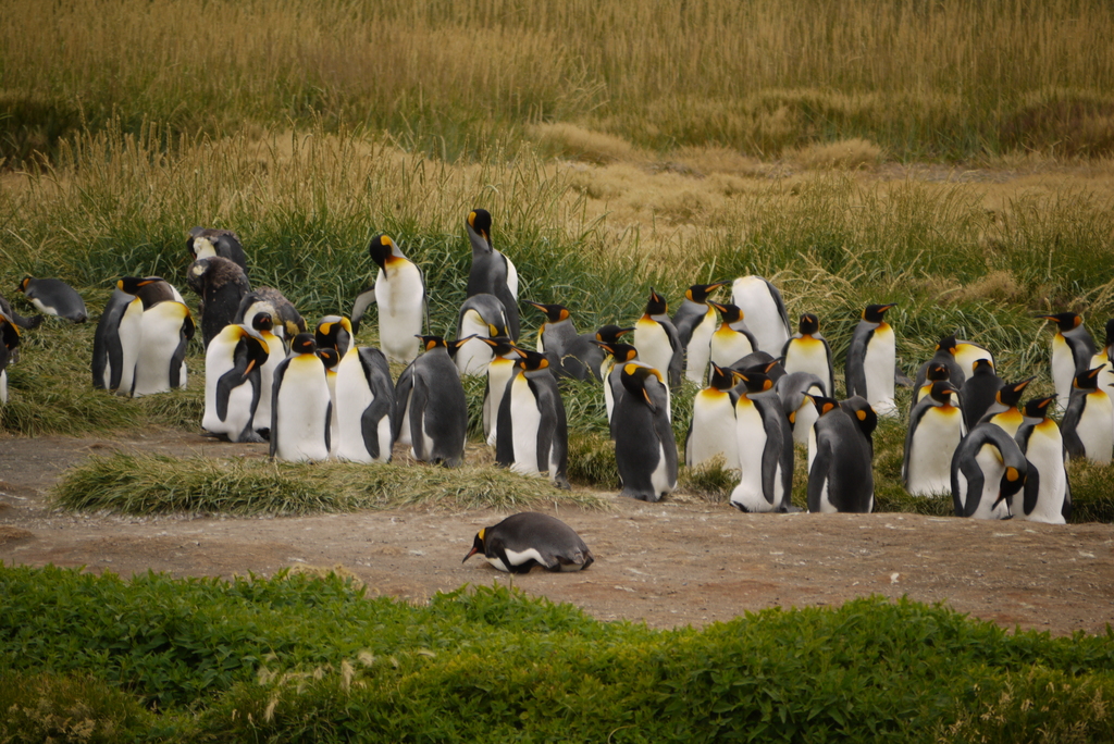 King Penguins