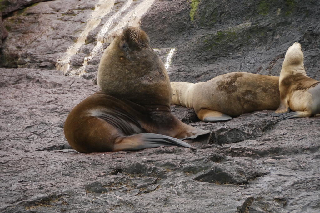 Sea Lions