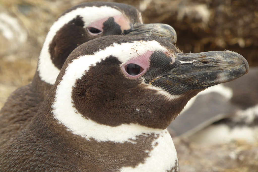 Magallan Penguins