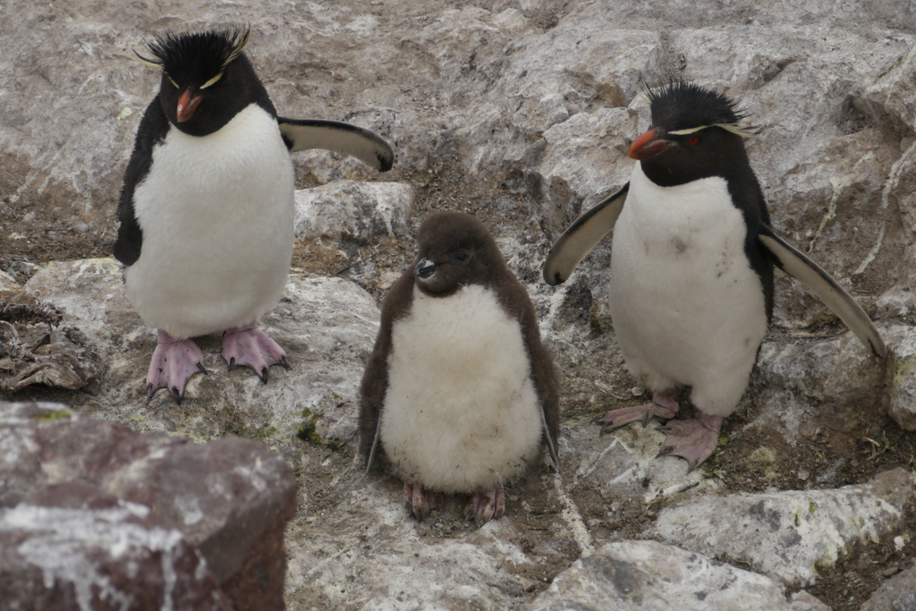 Southern Rock-Penguin