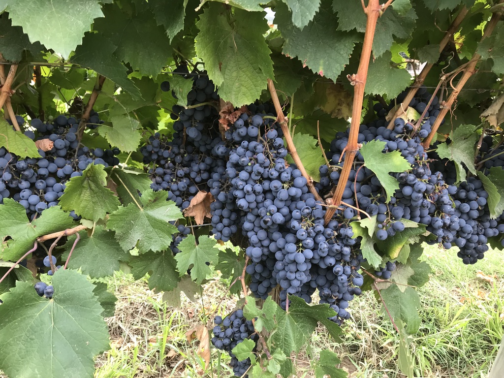 Grapes