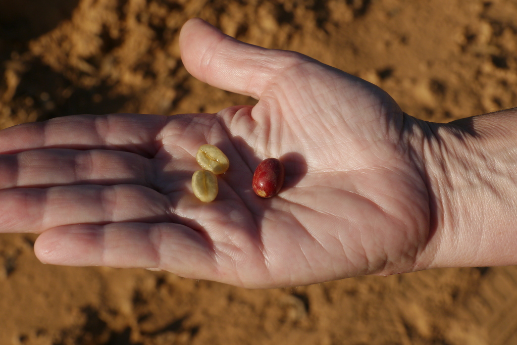 Peeled and unpeeled beans