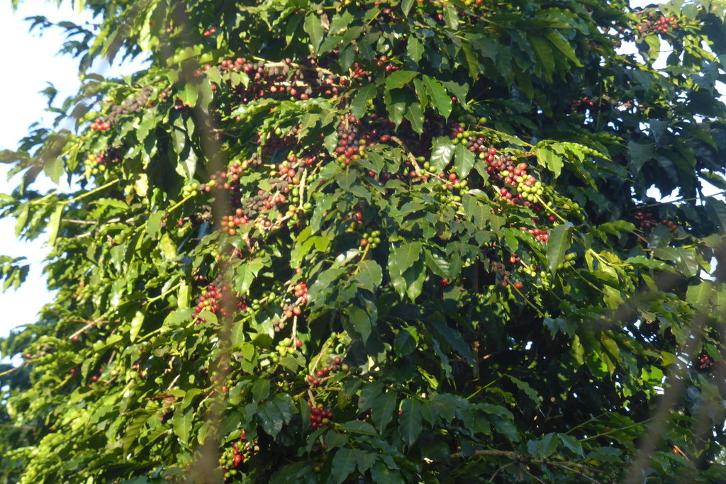 Red coffee beans