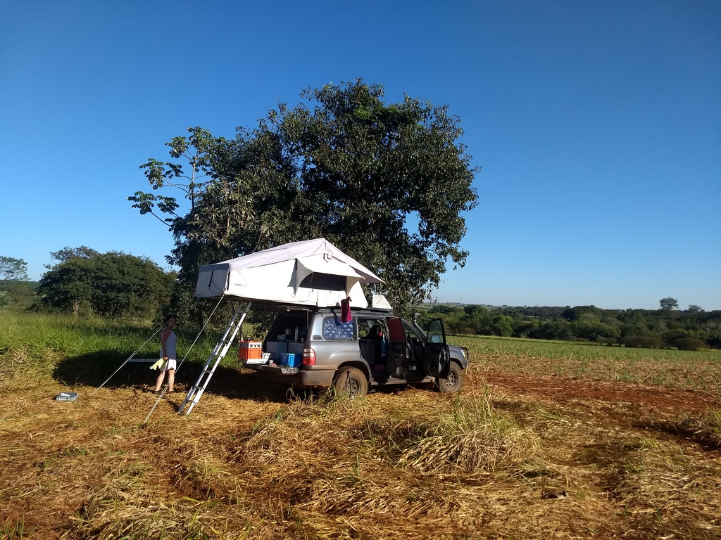 In a (sugar)reed field