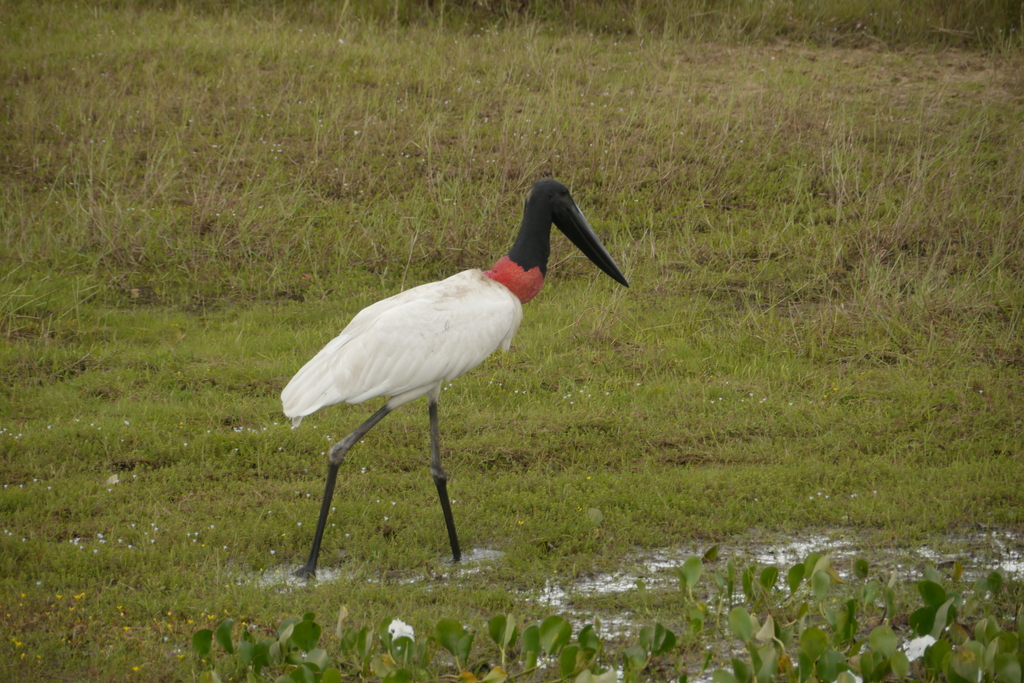 Jabiru