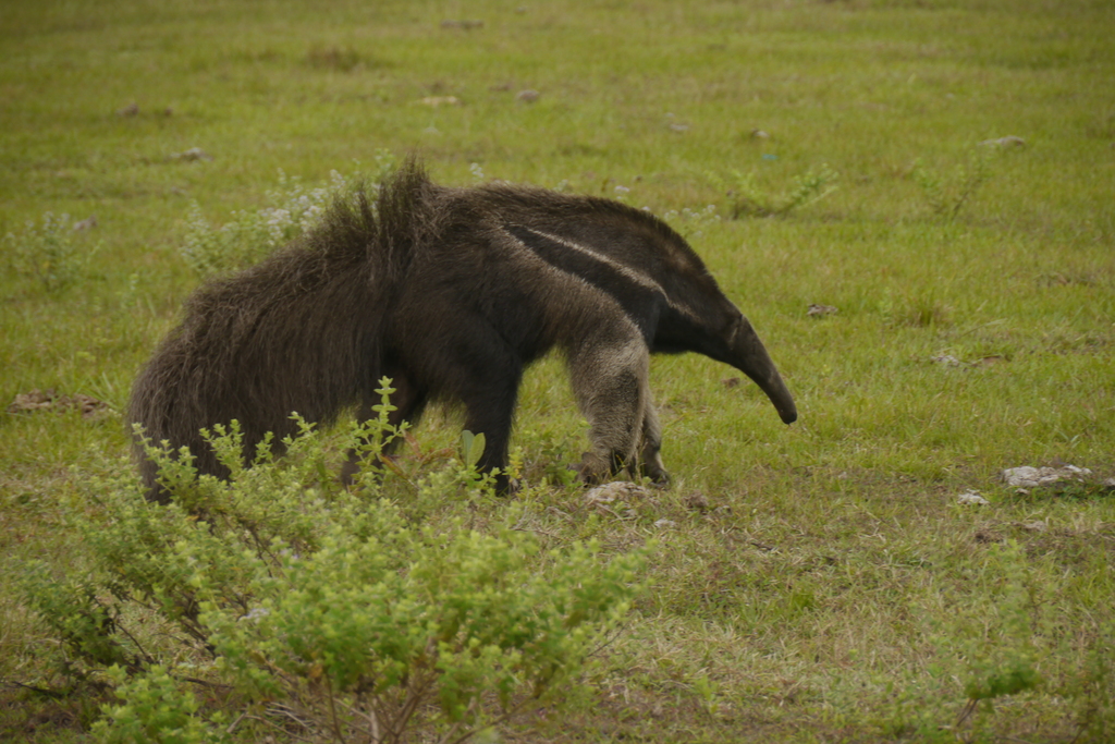 Anteater