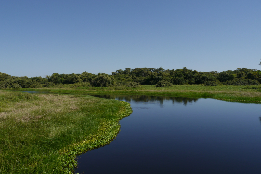 Pantanal