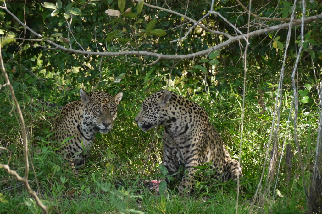 Jaguars