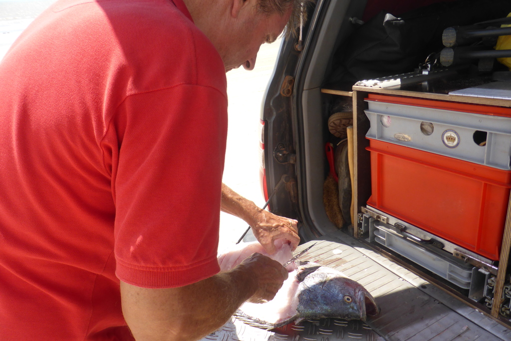 Filleting a very fresh fish