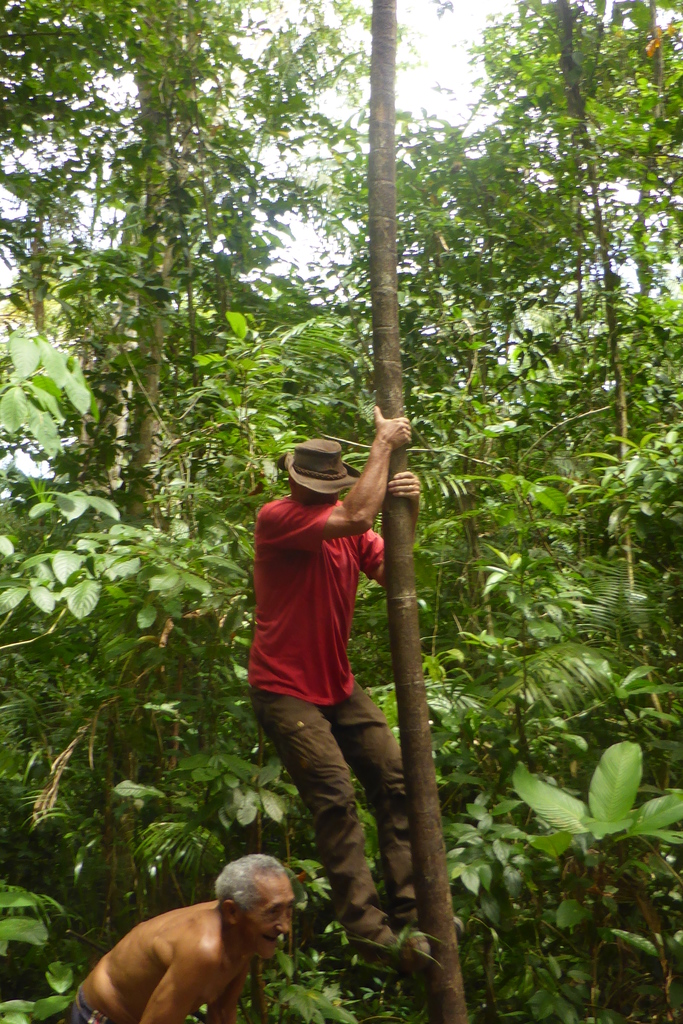 Lessons in tree climbing)