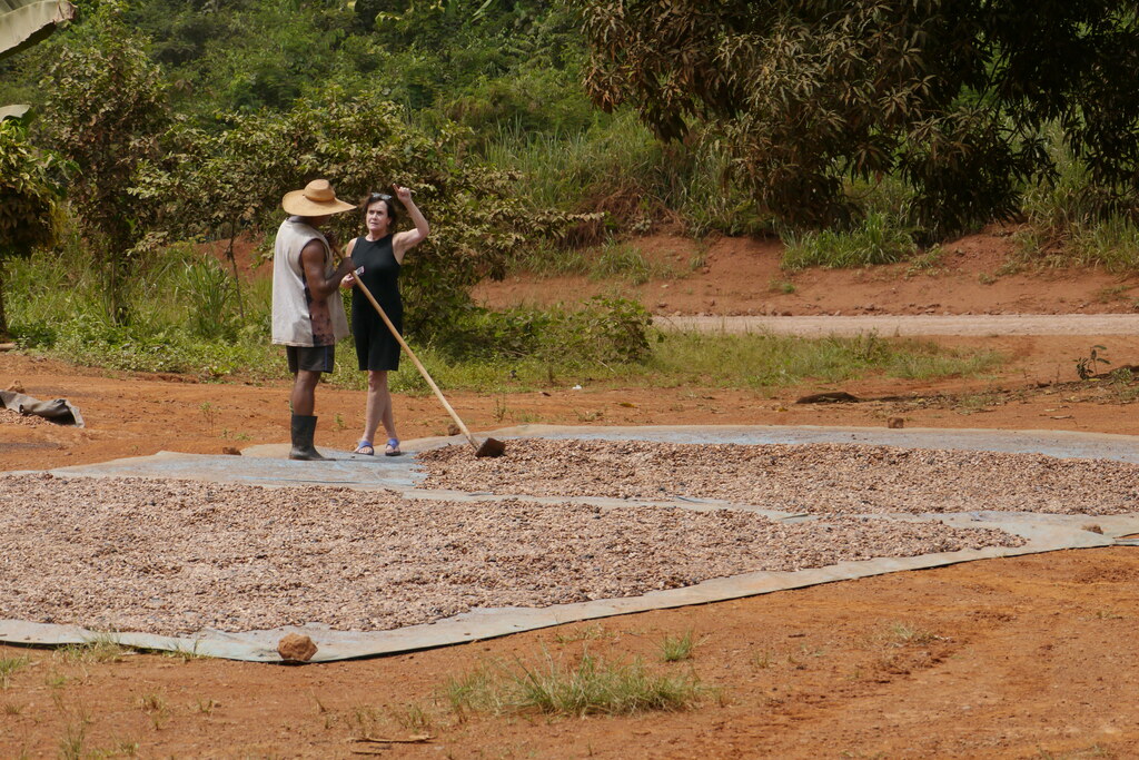 Cacao