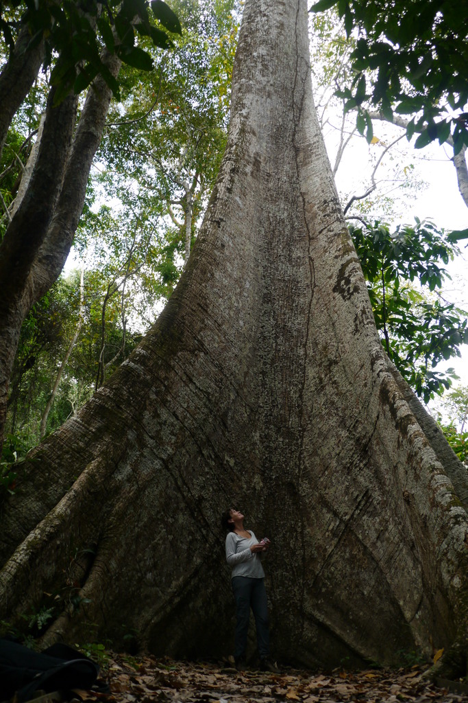 Tree (and Isabelle)