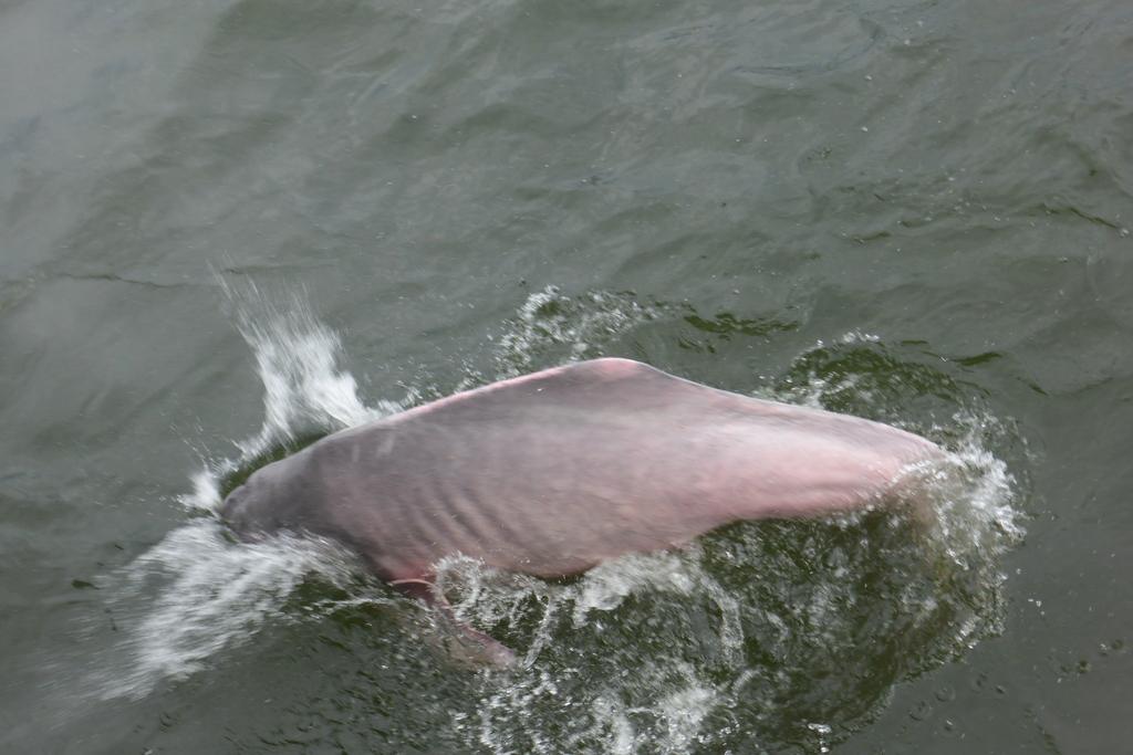 Roze dolfijn