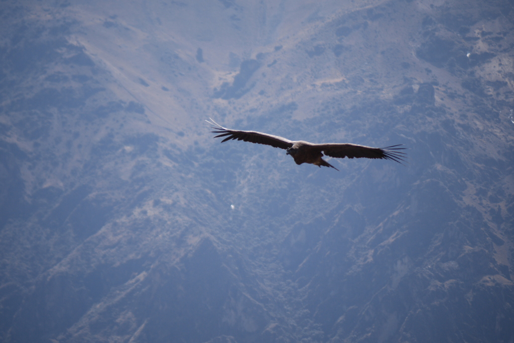 Condor