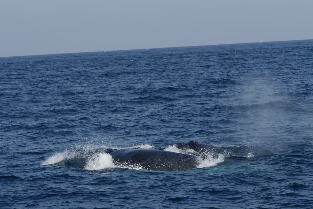 Walvis en kalf