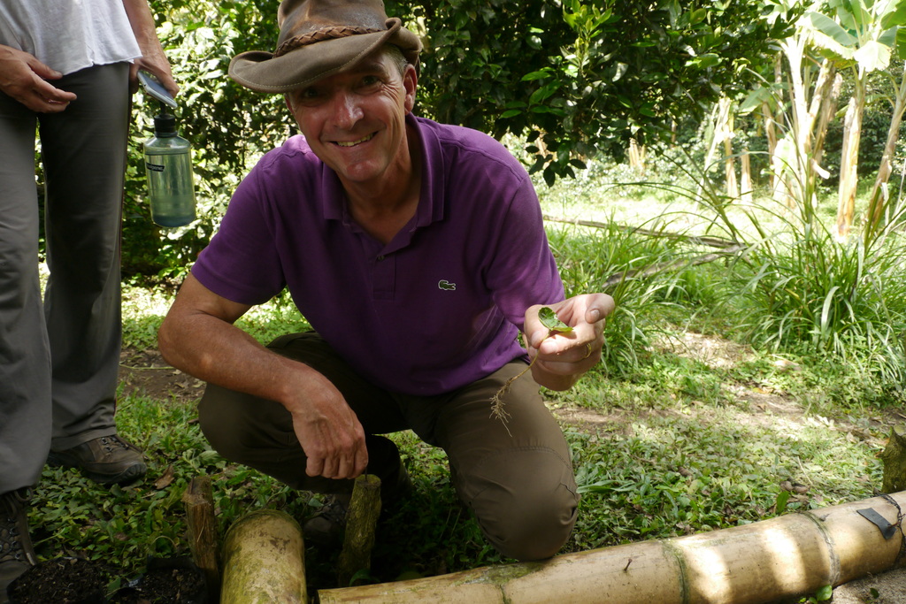 Koffie planten