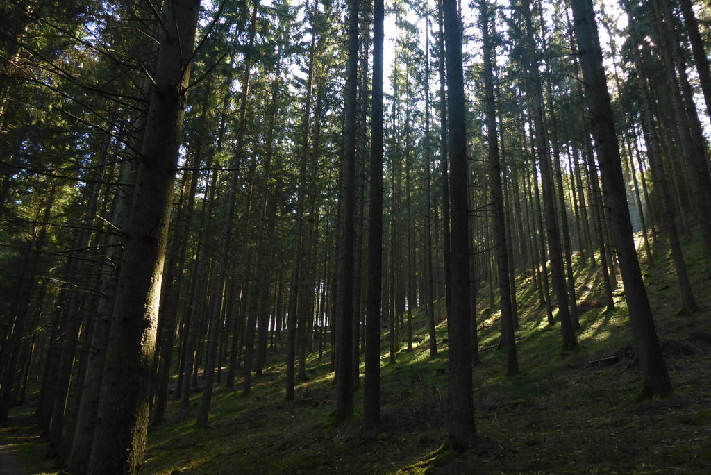 Spring in Samree (Ardennes)